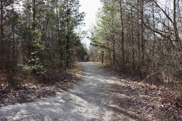 istock Trail in the Woods 1473497587