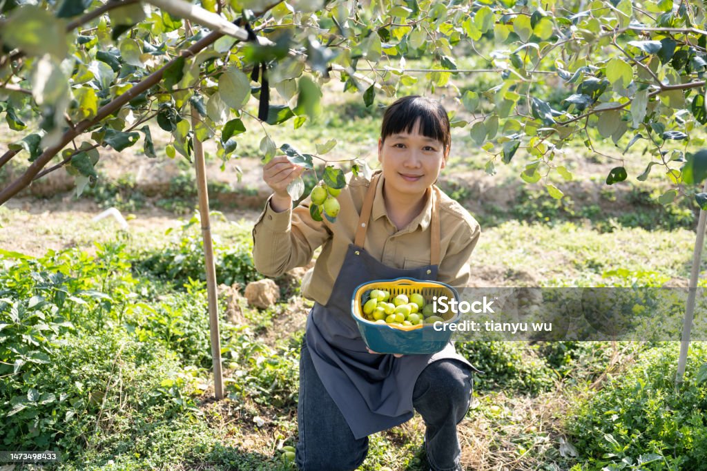 Một Người Phụ Nữ Đang Hái Táo Tàu Trong Một Vườn Cây Ăn Quả Hữu Cơ ...