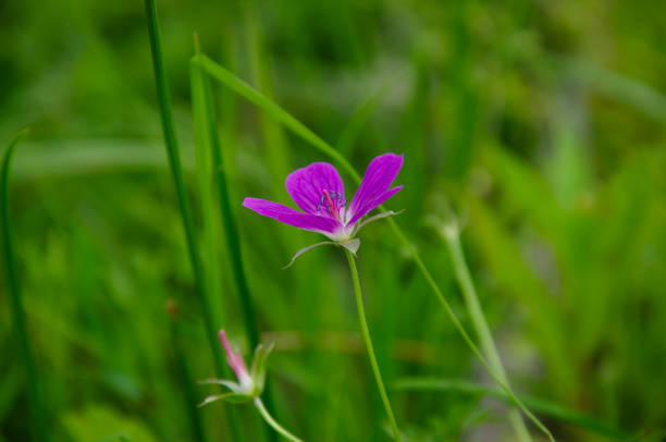 istock forest geranium flower grows in the forest, in the field 1473499033