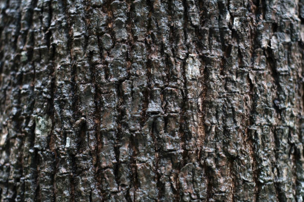 istock Image of texture of tree wood. 1473499265