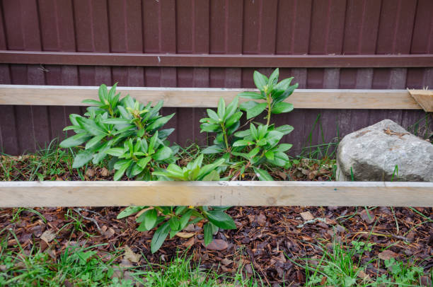 istock peony bush planted in the garden. spring planting 1473500261