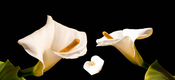 istock Soft beige Zantedeschia blossoming flower different views set isolated 1473500483