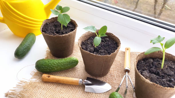 Young cucumber plants sowing in pots.  Planting marrow seedlings on window sill. Growing vegetables at home stock photo