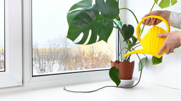 Potted flower Monstera, watering can on windowsill. Hands watering plants in room. Indoor flowers care and home gardening at winter. stock photo