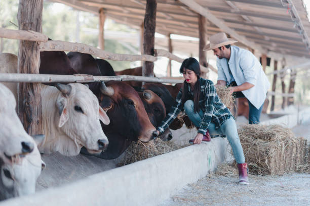 istock Dairy farm workers feeding cows in a stall at a dairy farm. 1473503298