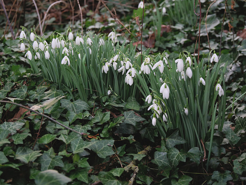 snowdrop flowers on a ground covered with ivy.