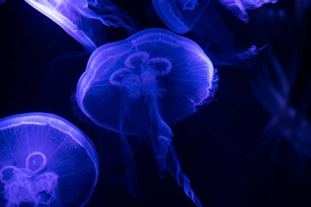 istock Photograph of a Moon Jellyfish 1473505697