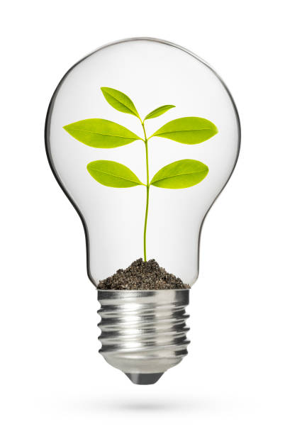 istock Classic light bulb with new life plant on white 1473505963