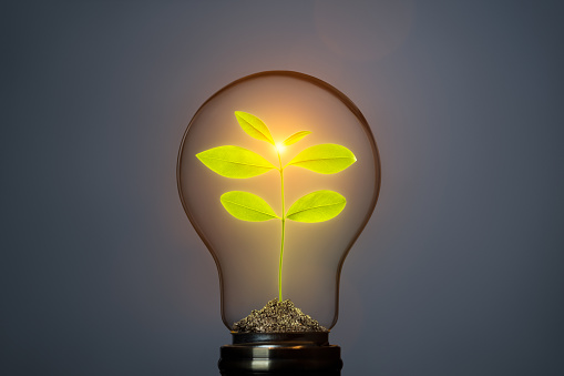 Classic light bulb with new life plant inside on dark background. Green energy concept. This file is cleaned, and retouched.