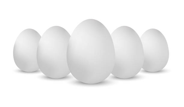 illustrazioni stock, clip art, cartoni animati e icone di tendenza di uova di gallina realistiche bianche - illustrazioni vettoriali isolate su sfondo bianco - white background brown animal egg ellipse