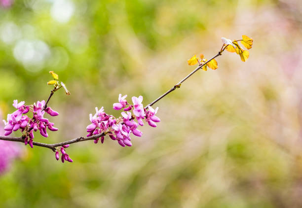 Cercis siliquastrum or Judas tree, ornamental tree blooming with beautiful pink colored flowers. Eastern redbud tree blossoms in spring time. Soft focus, blurred background. Spring in Israel