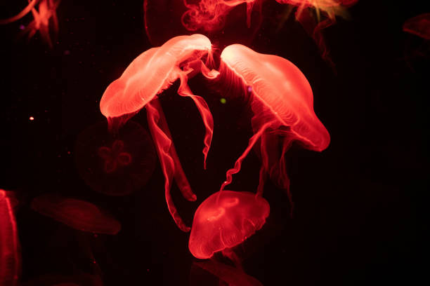 istock Photograph of a Moon Jellyfish 1473507618