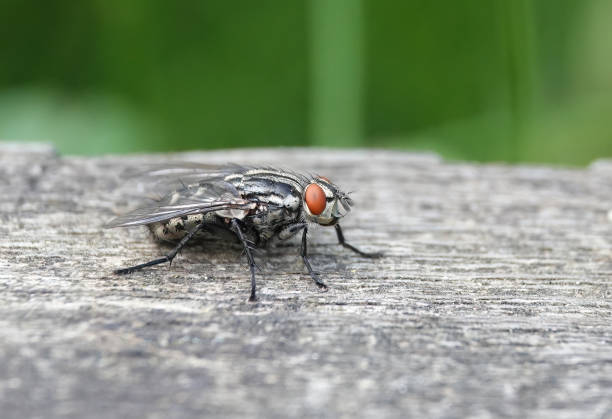 una mosca de carne de pie sobre una superficie de madera. - close up animal eye flesh fly fly fotografías e imágenes de stock