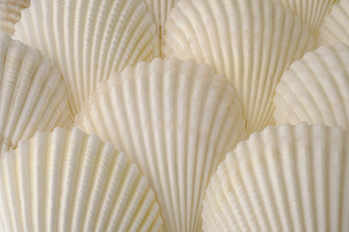 White textured seashells collection, natural marine abstract background