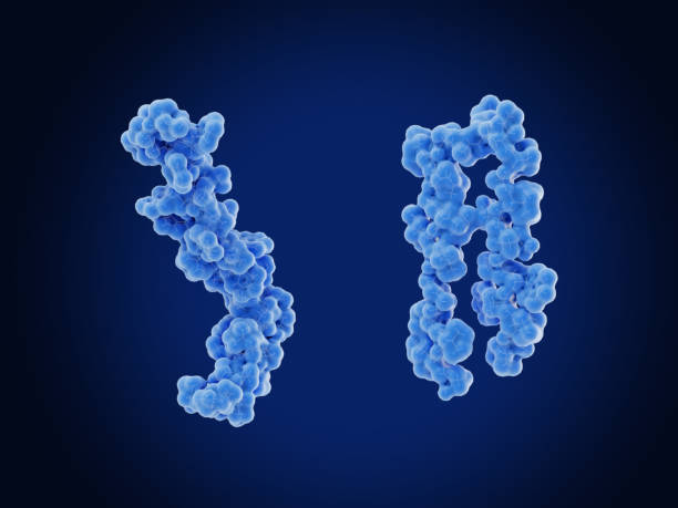 the  amyloid beta protein (left) and it's misfolded form (right). the right conformation aggregates to amyloid plaques. - amyloid bildbanksfoton och bilder