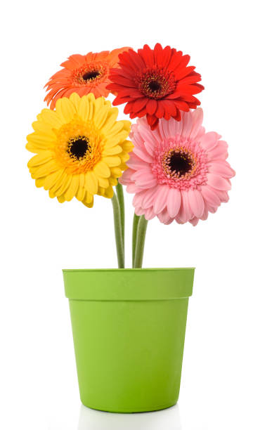 istock Gerberas flowers in vase 1473511908