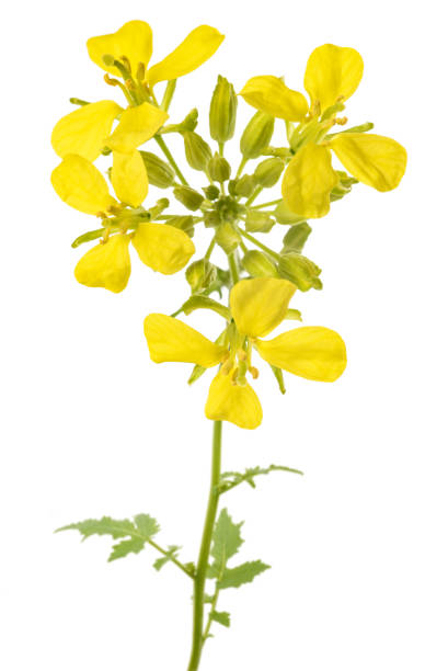 istock Mustard plant with flowers 1473511987
