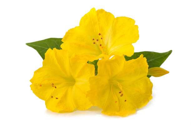 istock Yellow Four o'clock flowers 1473512112