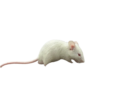 White mouse isolated on white background