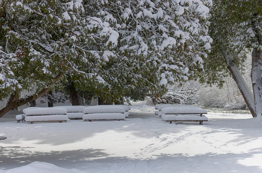 New heavy snow on the park\nBranches of the tree covered in new snow in Wisconsin