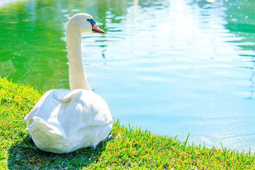 Close-up of a graceful white swan resting by the lake, seen from behind.