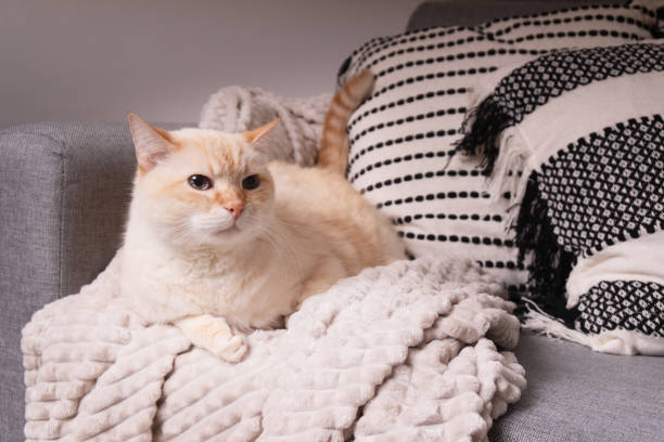 istock Pastel orange mixed breed cat warmth on a grey sofa with plaid and pillows. 1473517310
