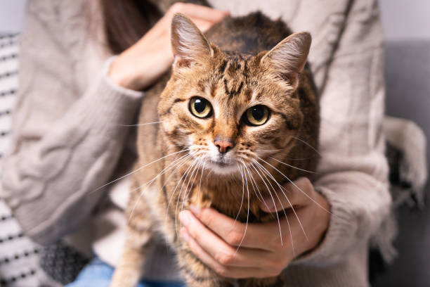 istock Tabby mixed breed cute cat on its owner's knees.  The relationship between a cat and a person. 1473517317