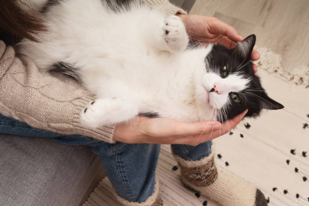 istock Black and white mixed breed cute cat lying on its owner's knees.  The relationship between a cat and a person. 1473517326