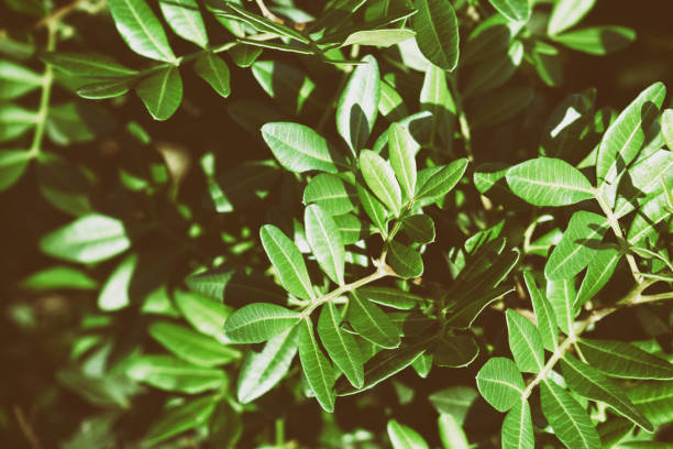 istock Close up green plants. Copy space leaves pattern and background. Renewable sources concept. 1473517389