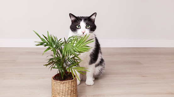Black and white kitten eating kentia chamedorea houseplant. Domestic cat nibbling on a green plant. Pet-friendly plants are suitable for a home. Minimalistic interiors.