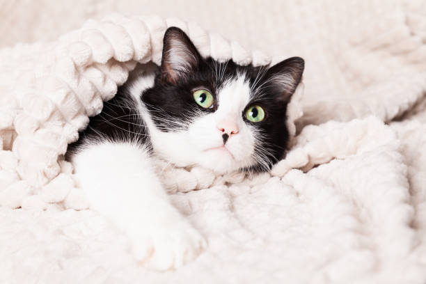 istock Black and white green eyes mixed breed cat under light beige plaid. 1473517417