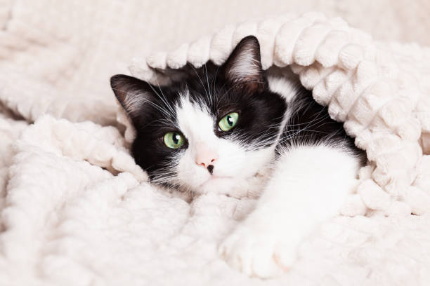 istock Black and white green eyes mixed breed cat under light beige plaid. 1473517418