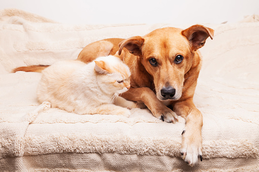 Mixed breed red dog and beige cat together on cozy plaid. Friendship of pets. Pets care concept