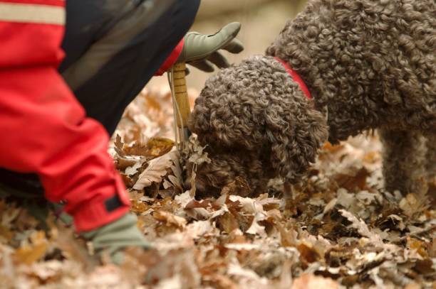 Truffle hunt on the woods Truffle hunt in the woods of Tuscany, purebred Lagotto Romagnolo search truffle smell lagotto romagnolo stock pictures, royalty-free photos & images