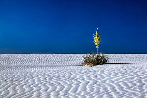 Yucca bush growing in the sand at White Sands National Park, New Mexico, late spring morning, blue sky, sunshine, pattern and waves in the sand.