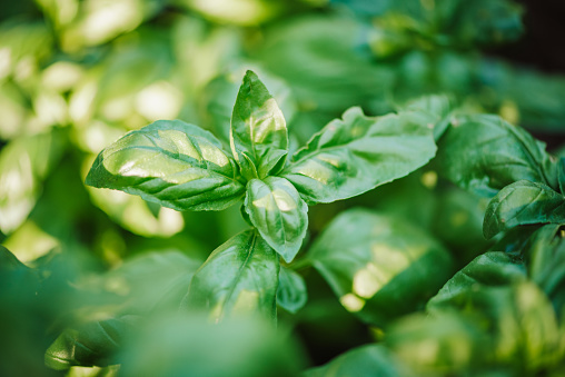 Fresh green basil herb leaves isolated on white background