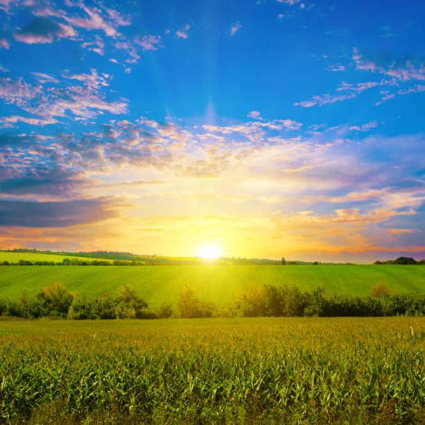 istock Green corn field and shines sun. 1473520639