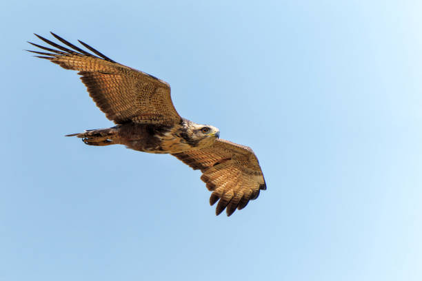 istock Savanna Hawk flying in the Pantanal 1473521130