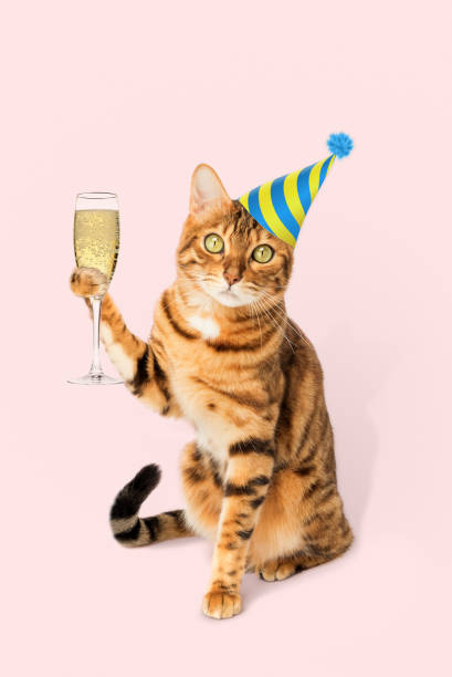 istock Ginger cat with a glass of champagne on a colored background. 1473521875