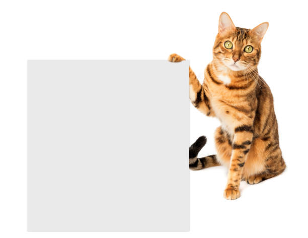 istock Ginger cat with a poster or banner for your text 1473521878