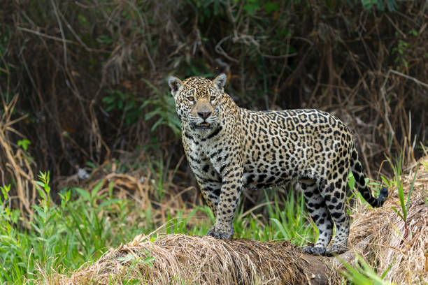 istock Jaguar hunting in the Pantanal 1473522215