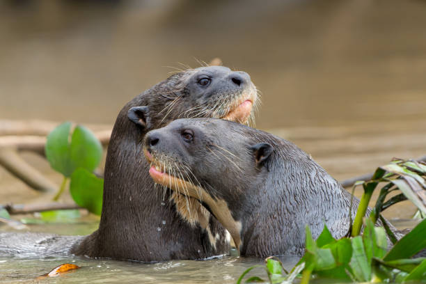 Giant River Otter, Pantanal, Brazil stock photo