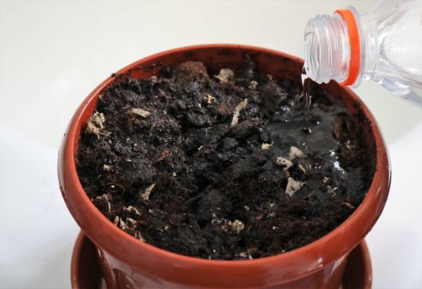 istock water is poured from a bottle into a container with soil 1473522314