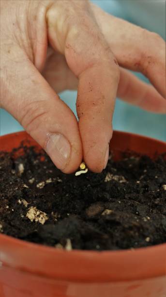 istock person planting a seed with a root in potting soil 1473522315