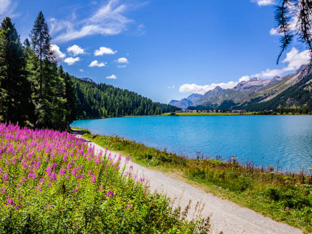 carril bici y peatonal de surlaj a sils-engadine-suiza - silvaplanersee fotografías e imágenes de stock