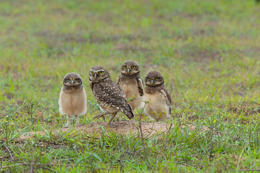 Burrowing owl (Athene cunicularia). Small chicks standing on the burrow in a field in the North Pantanal in Brazil