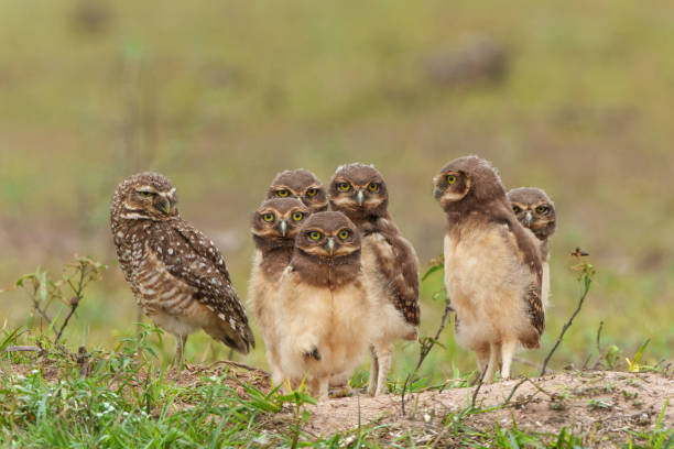 Burrowing owl in the North Pantanal in Brazil Burrowing owl (Athene cunicularia). One of the parents and the small chicks standing on the burrow in a field in the North Pantanal in Brazil burrowing owl stock pictures, royalty-free photos & images