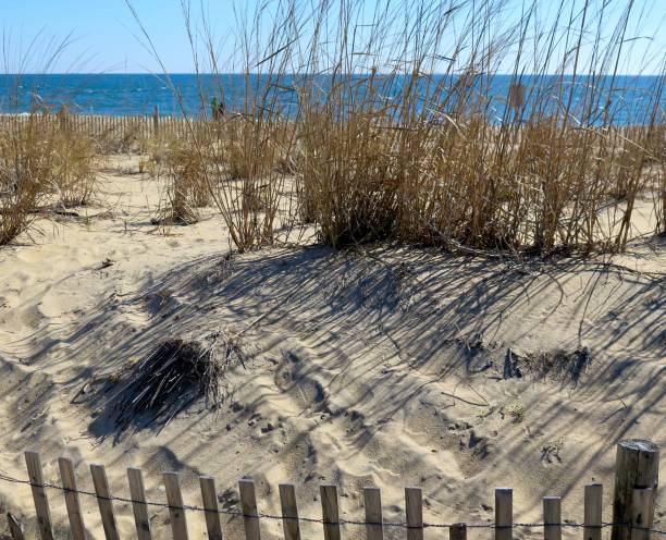istock Beach scene on a sunny day at the Delaware Seashore State Park 1473523386