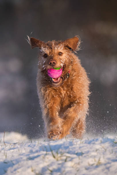 istock pet dog outside 1473524343