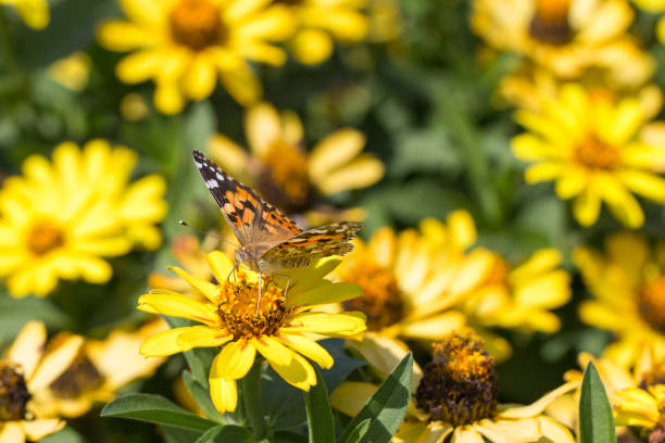 Painted Lady (Vanessa cardui) on a Zinnia augustifolia flower.
